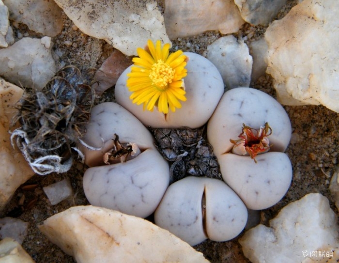 群生多头的留蝶玉 Lithops ruschiorum1