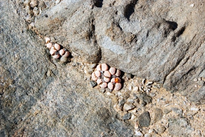 留蝶玉 Lithops ruschiorum