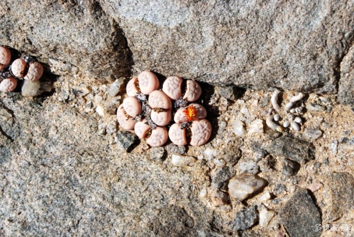 留蝶玉 Lithops ruschiorum