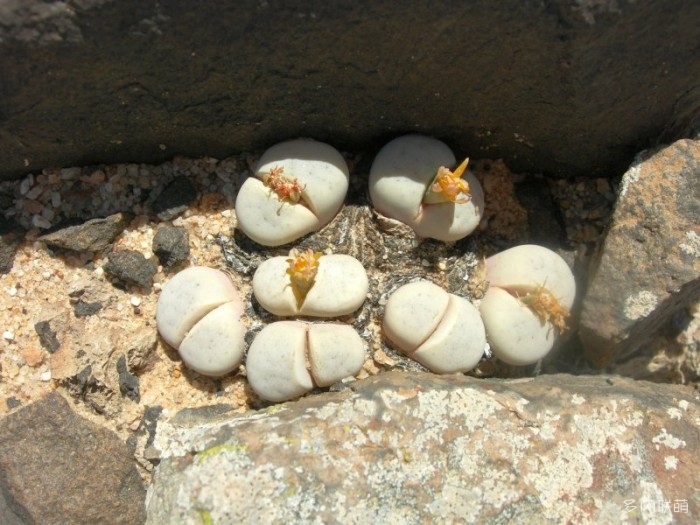 留蝶玉 Lithops ruschiorum