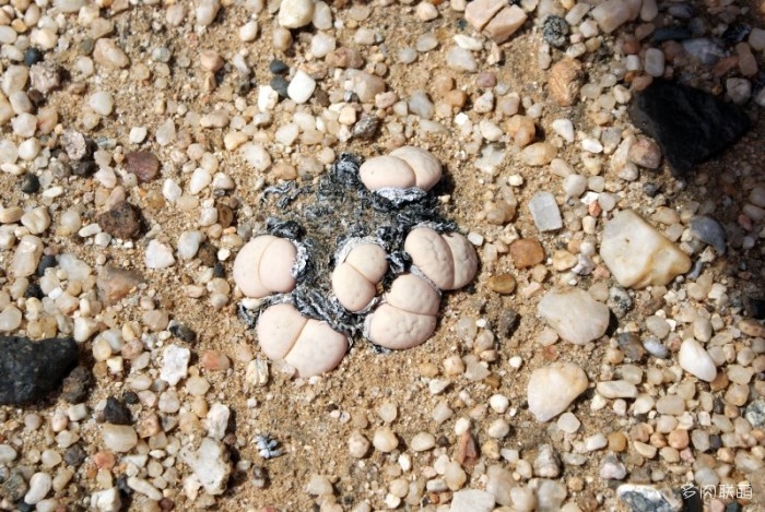 群生多头的留蝶玉 Lithops ruschiorum1