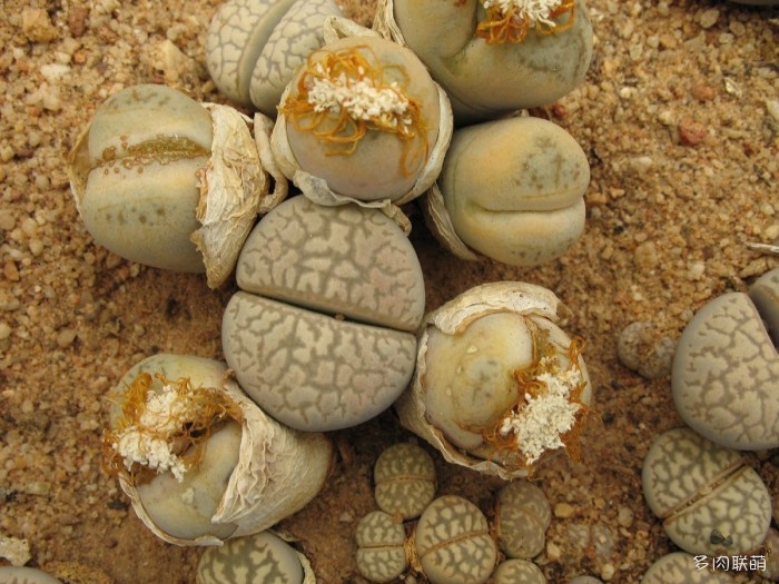 Lithops steineckeana