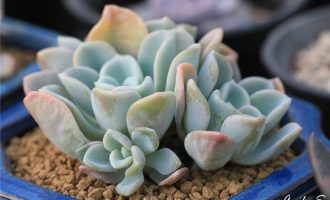名字有点邪恶的美尻