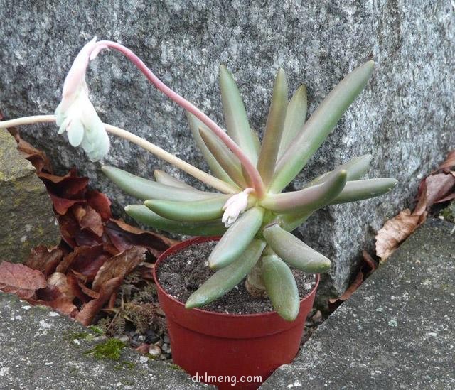 香肠（维莱德，Pachyphytum viride）