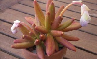 香肠/维莱德 Pachyphytum viride