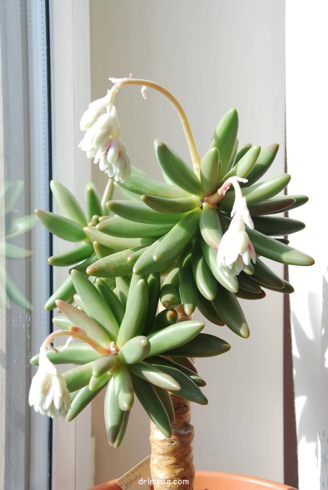 香肠（维莱德，Pachyphytum viride）