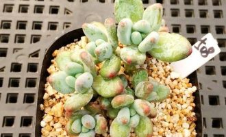 苹果美人/加西亚 Pachyphytum garciae