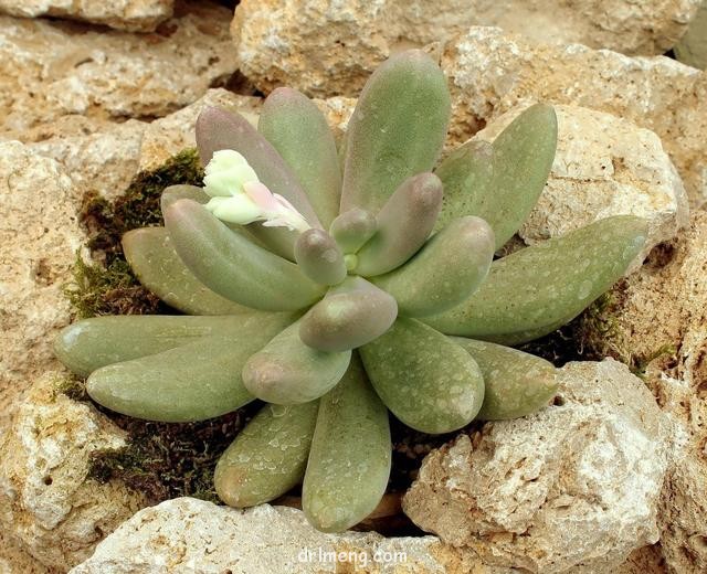 糖美人（Pachyphytum Captain Jessop）