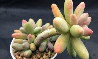 糖美人 Pachyphytum Captain Jessop