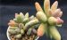 糖美人 Pachyphytum Captain Jessop