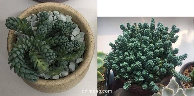 北京一年，多肉成长变化