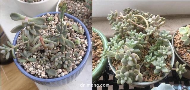 北京一年，多肉成长变化