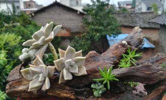 禅意养肉走一波
