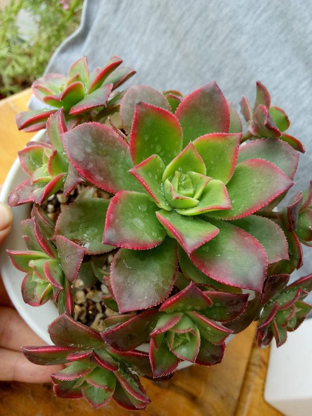 河南辉县夏天时的青涩多肉