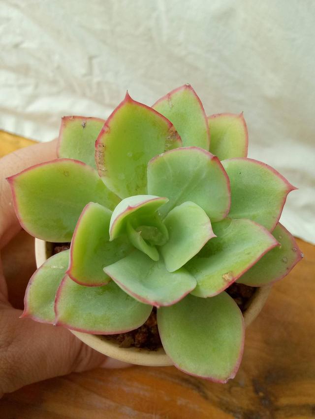 河南辉县夏天时的青涩多肉