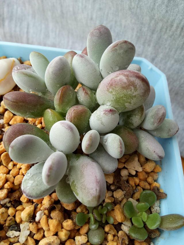 河南辉县夏天时的青涩多肉