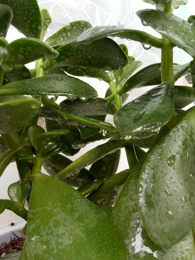 河南辉县夏天时的青涩多肉