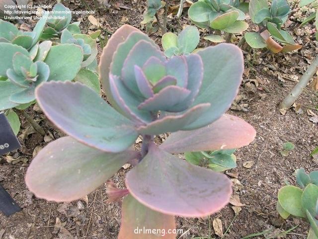 天之羽袖 Kalanchoe grandiflora