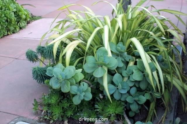 天之羽袖 Kalanchoe grandiflora