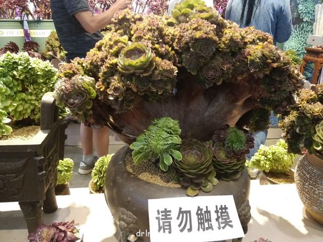19届中国昆明花卉展的多肉