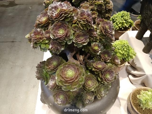 19届中国昆明花卉展的多肉