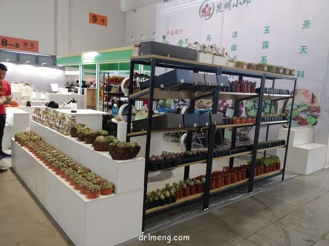 19届中国昆明花卉展的多肉