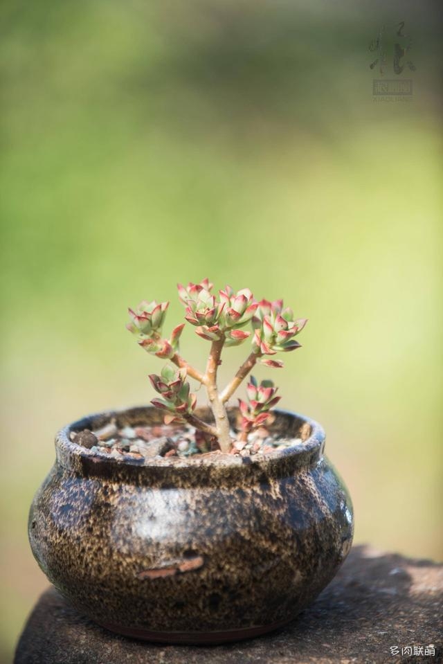 注意背景、构图拍好多肉