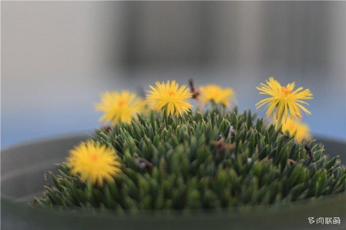 黄花照波