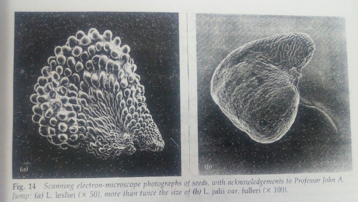 显微镜下的生石花种子