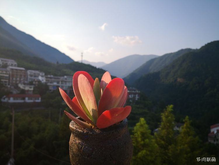 浙江天目山夏天的多肉