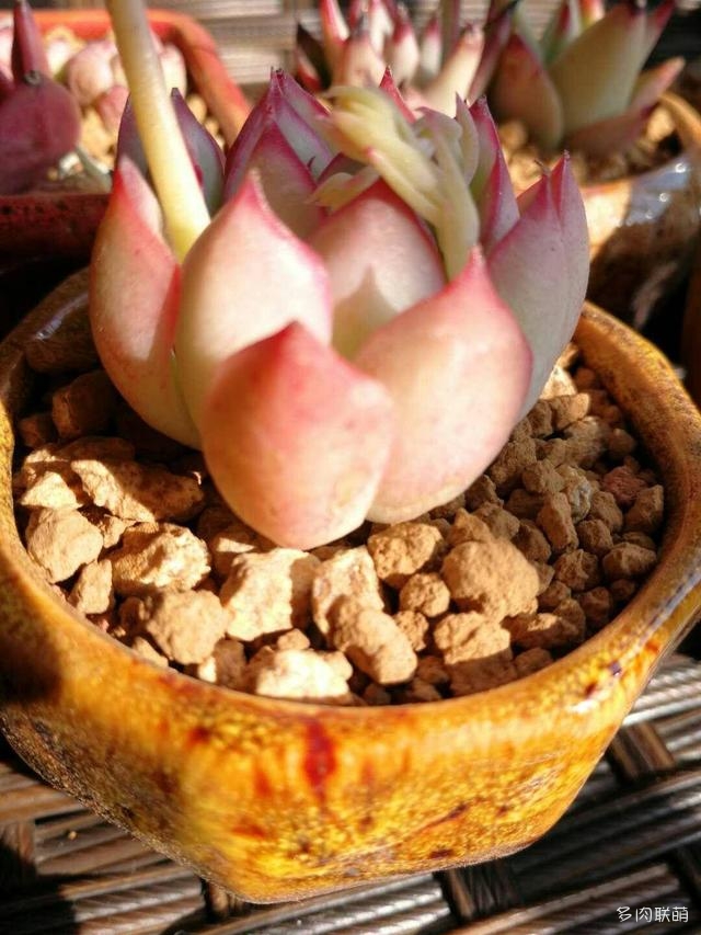 江苏泰州夏天的多肉