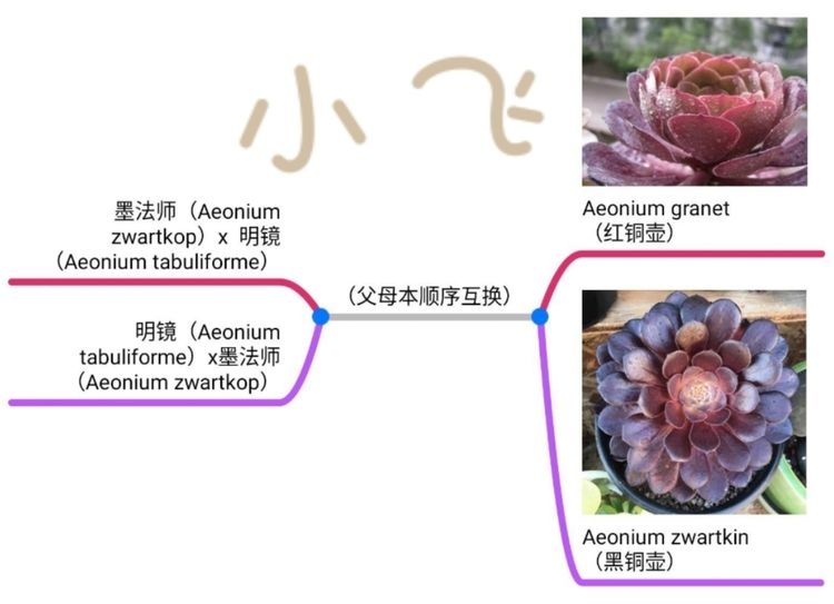 红铜壶法师和黑铜壶法师的区别