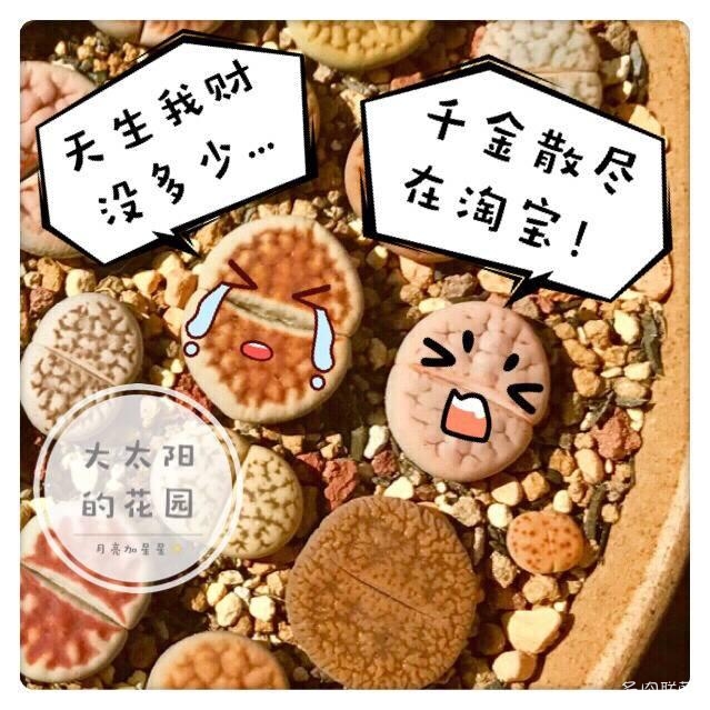 可爱的生石花