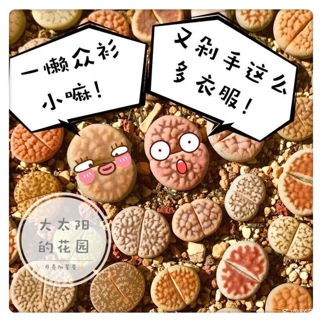 可爱的生石花