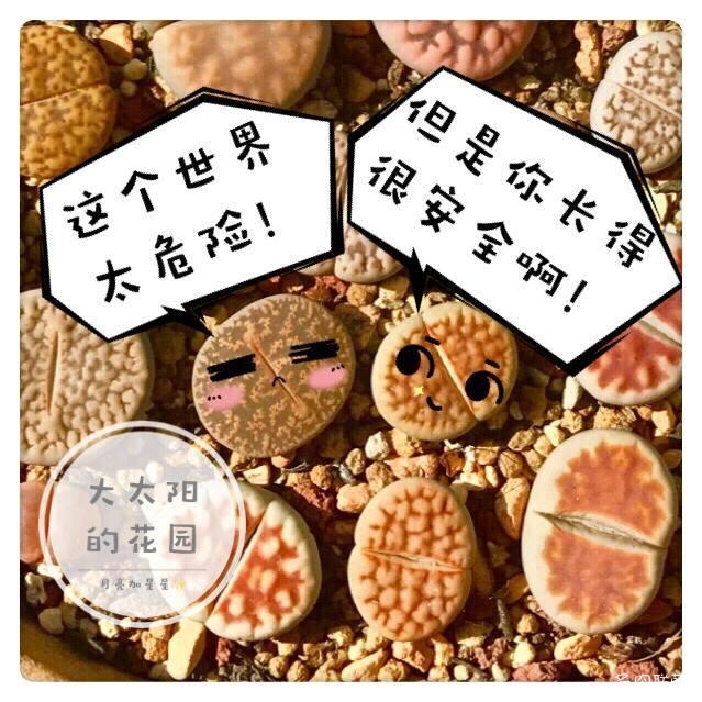 可爱的生石花