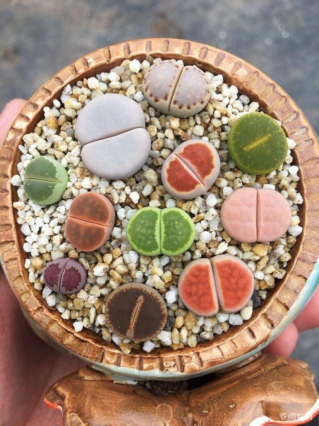 生石花
