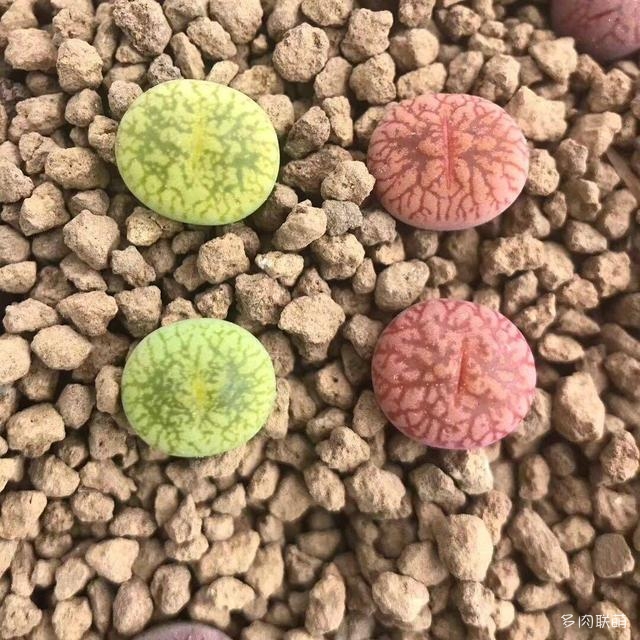 生石花