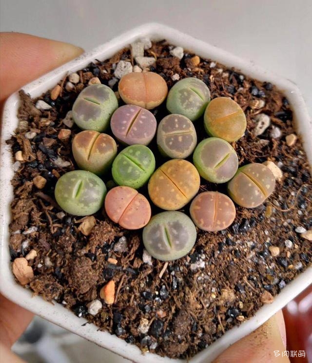 生石花