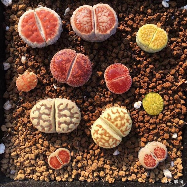 生石花