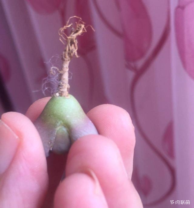 生石花