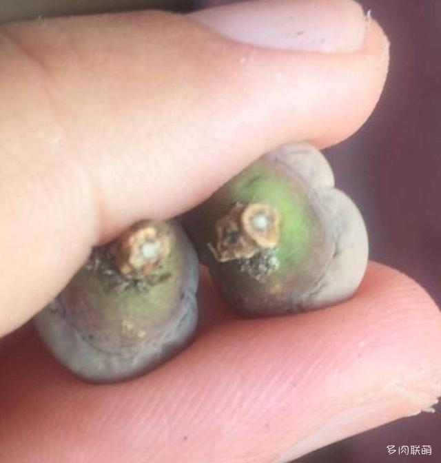 生石花