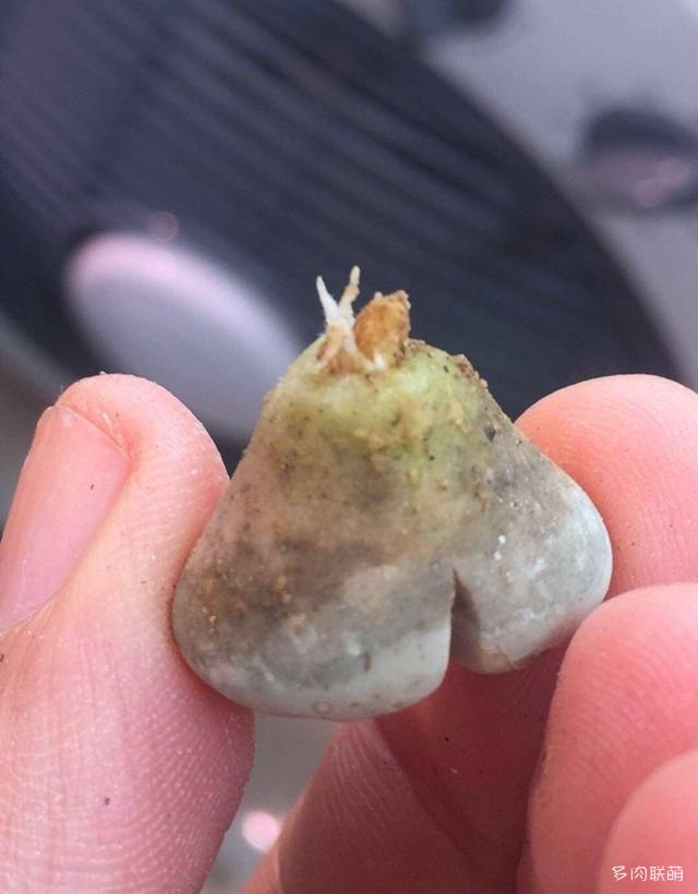 生石花