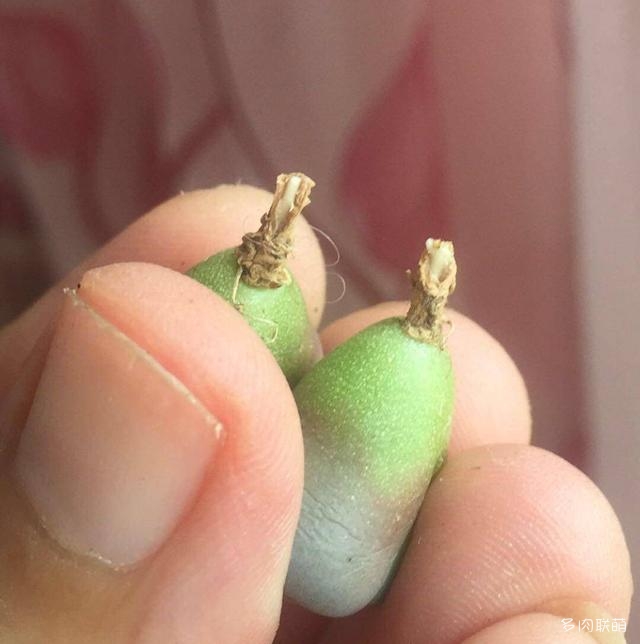 生石花