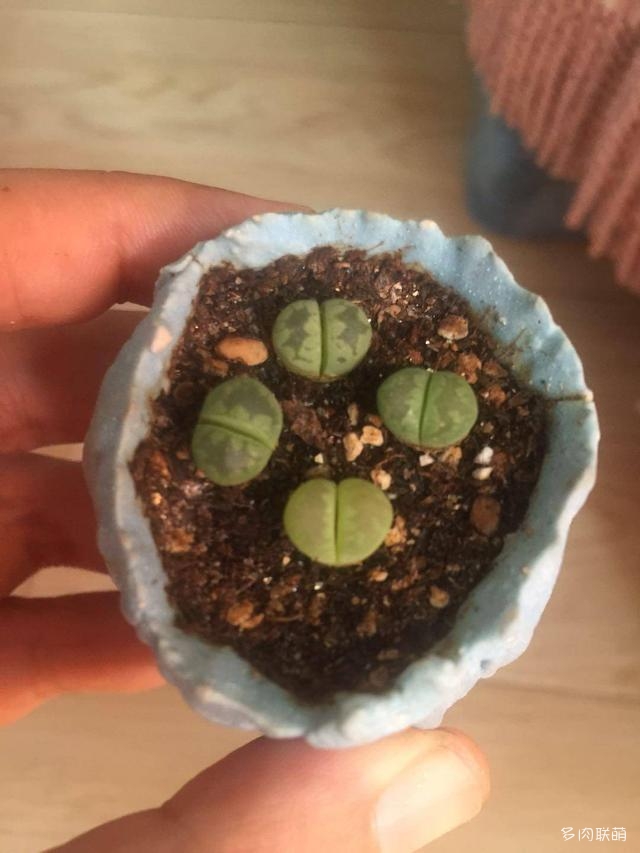 生石花