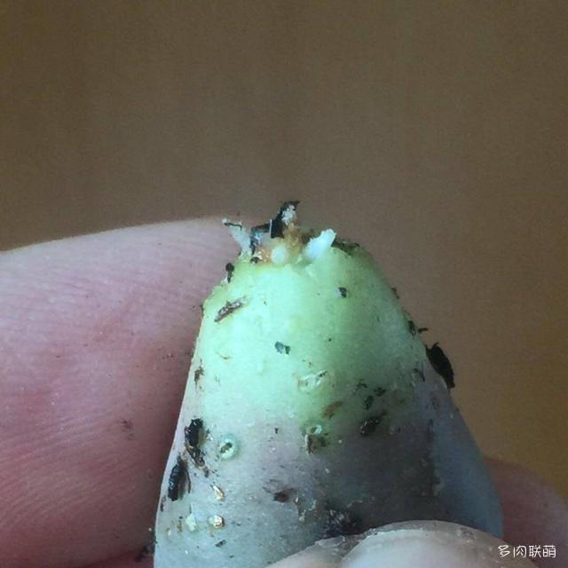生石花