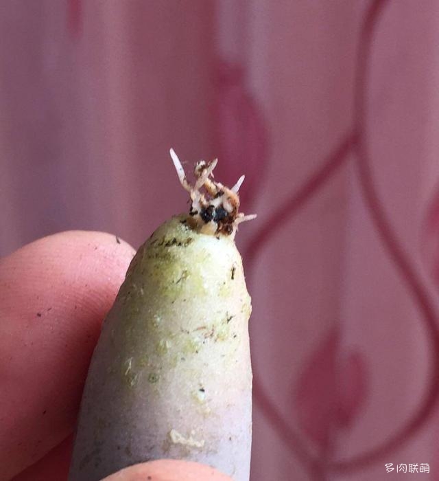 生石花