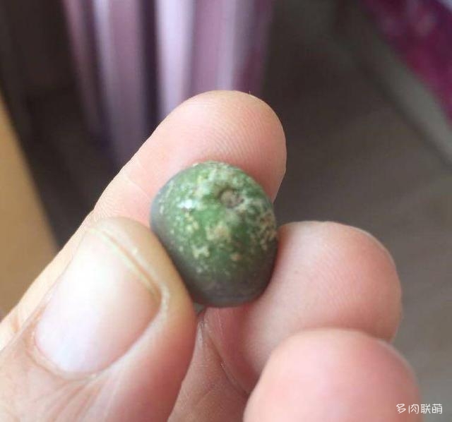 生石花