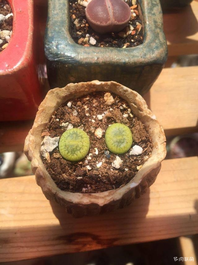 生石花