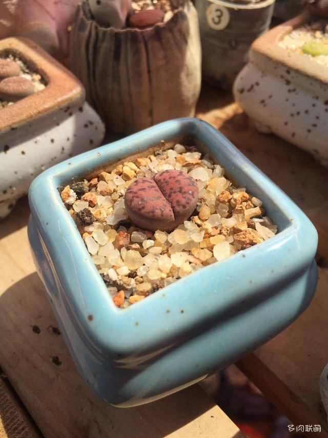 生石花