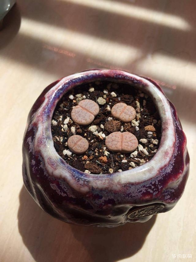 生石花